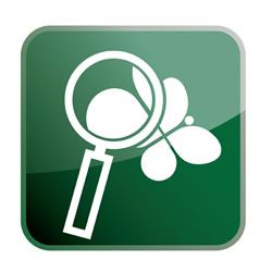 icon of magnifying glass magnifying a butterfly
